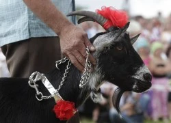 Cuộc thi "người đẹp"... dê