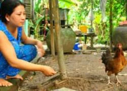 Bi hài "kỳ án tranh chấp con gà mái"