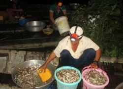 Chợ 'ma' mùa lũ