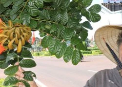 Xuất hiện cây độc, sờ vào ngứa khắp người