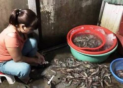Cơ sở kinh doanh ở Hà Nội bơm tạp chất vào tôm
