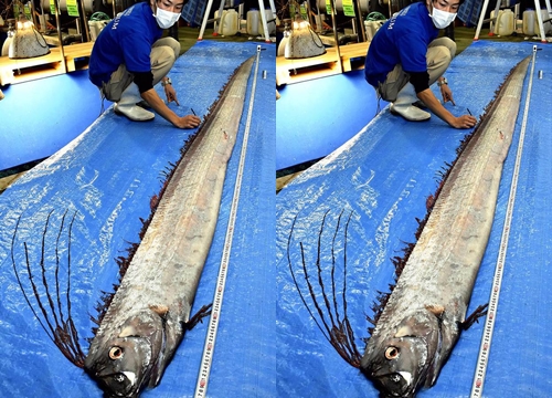 "Rồng biển" khổng lồ dạt vào Nhật Bản, dân hoang mang lo động đất