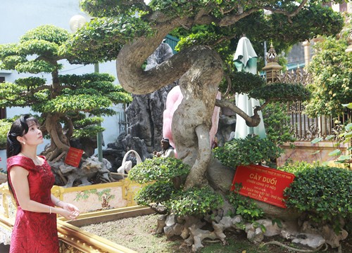 Chiêm ngưỡng cây duối cổ 'độc nhất vô nhị', trả giá 14 tỷ đồng không bán