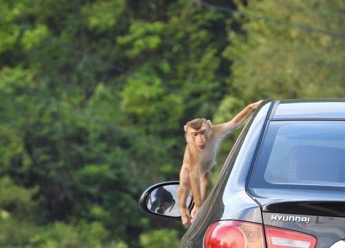 Cư dân mạng quan tâm: Cảnh báo du khách không nên cho khỉ ăn