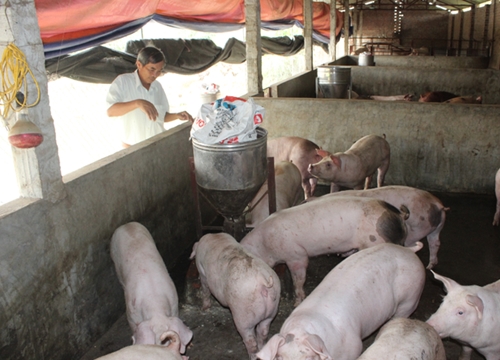 "Trên thông, dưới tỏ", Luật Chăn nuôi mới hiệu quả