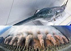 Đập Tam Hiệp đẩy loài cá khổng lồ này của Trung Quốc vào cảnh tuyệt chủng hoàn toàn