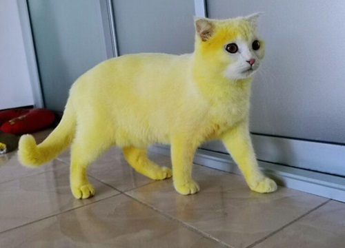 Bị 'con sen' bôi thuốc trị nấm, 'boss' bỗng bị hóa thành Pikachu