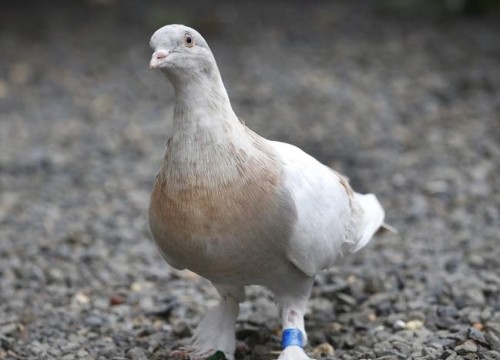 Australia tranh cãi về án tử với 'bồ câu vượt Thái Bình Dương'