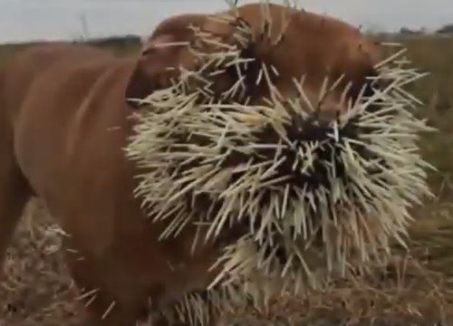 Clip: Tử chiến nhím trong vũng bùn, chó Pitbull bị gai găm đầy mặt