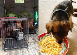 Bien Hoa brought 12 dogs of F0 to take care of, making netizens&#39; hearts warm