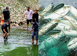 People massively catch fish when the To Lich River turns green, carrying tons of fish