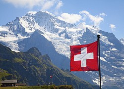 ​Picking a dog is taxable and interesting facts in Switzerland