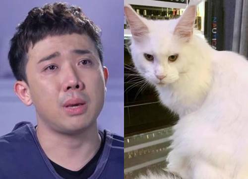 Tran Thanh was heartbroken and burst into tears when his pet cat fell from the 32nd floor to the ground and died