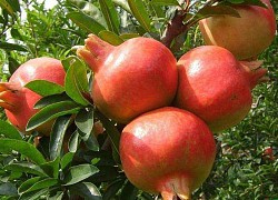 Tomb of Qin Shi Huang has a pomegranate forest full of fruit, but no one dares to eat with the shocking truth behind