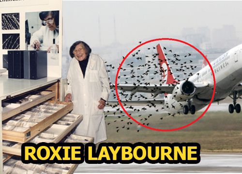 Roxie Laybourne | "Thám tử lông vũ" thay đổi cả ngành hàng không