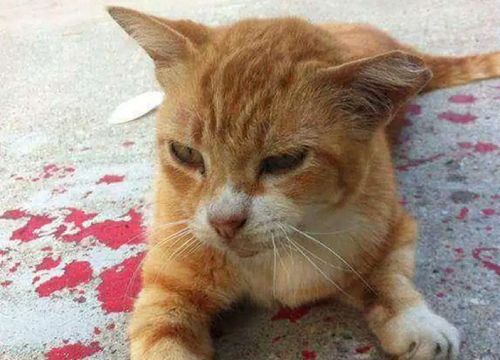 Thấy con mèo nằm bất động trên vũng máu, cô gái tiến lại gần liền thót tim khi chứng kiến cảnh tượng trước mắt
