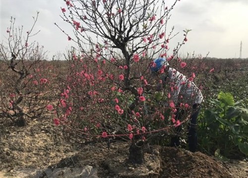 Người trồng đào ở Hải Dương lao đao trong đại dịch COVID-19
