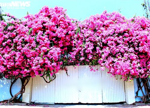 Những con đường hoa giấy 'cực phẩm' gây bão ở Vũng Tàu