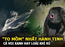 Khám phá loài cá voi xanh động vật lớn nhất thế giới và những loài vật "to mồm" nhất hành tinh