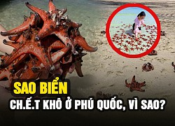 Sao biển chết khô ở Phú Quốc cùng hàng loạt hình sống ảo đầy "tội lỗi" của du khách