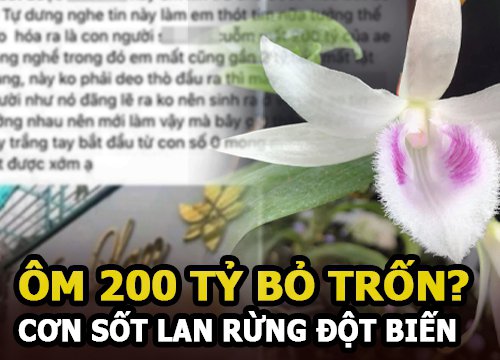 "Ôm" 200 tỷ bỏ trốn, chủ vườn lan tính chơi trò "cây lúa non"?