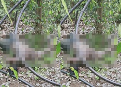 Người đàn ông được phát hiện chết trong rẫy tiêu