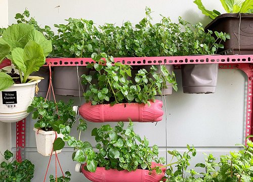 Vườn 3m2 ở ban công đủ các loại rau của nam kỹ sư Sài Gòn