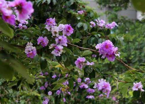 Hoa bằng lăng phủ tím nhiều con đường ở Hà Nội