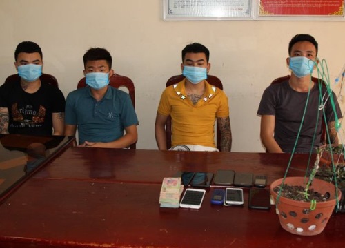 Phá "ma trận" vườn lan đột biến giả, lừa đảo tiền tỷ