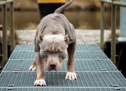 Long An: Chó Pitbull cắn chết người trong quán cà phê, tấn công chủ trọng thương