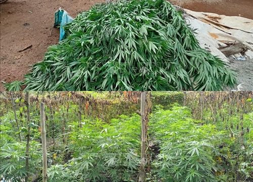 Phát hiện vụ trồng trái phép hơn 200 cây cần sa trong rẫy cà phê