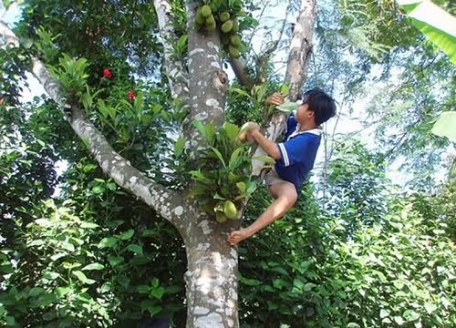 Tuyệt chiêu doạ cây mít để ra nhiều quả hơn của ông bà truyền lại: Thế hệ 2k bây giờ chắc gì đã biết!
