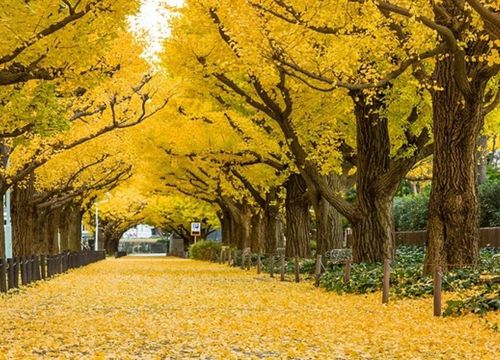 Mê mẩn trước những con đường cây đẹp nhất thế giới