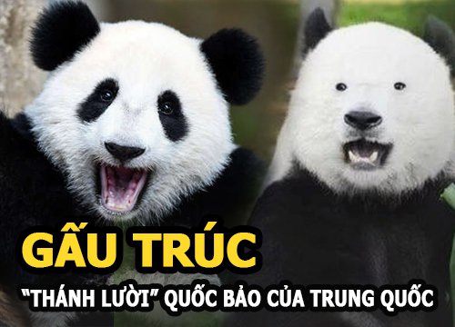 Gấu Trúc - "Thánh lười" của Trung Quốc và những sự thật không phải ai cũng biết