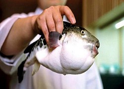 Puffer fish - The dish &quot;death&quot; more toxic than cyanide is loved by the rich