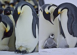 Why are penguins never frozen?