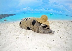 Pig island, rabbit island and interesting places where animals &quot;overwhelm&quot; people in the world