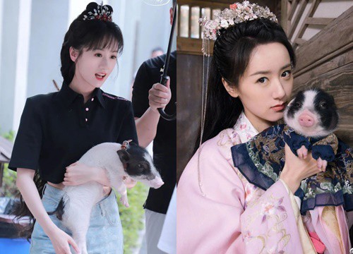 Viên Băng Nghiên bị tố phách lối, cãi nhau với người qua đường vì mất lợn cưng