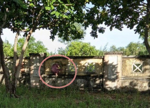 F0 chui qua tường rào bệnh viện để hái lá xông bị phạt 7,5 triệu đồng
