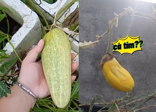 Cô gái "tá hỏa" khi trông thấy sinh vật lạ trong nhà sau 14 ngày đi cách ly về, rau củ trong vườn cũng thi nhau "đột biến"
