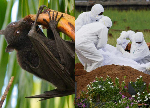 Nipah virus is more dangerous than Covid-19 that is breaking out in India