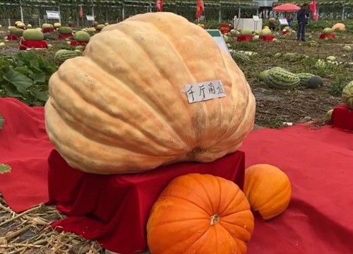 Quả bí ngô nặng 600 kg tại Trung Quốc