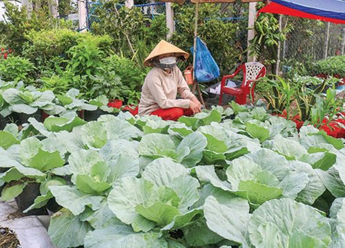 Cần Thơ: Trồng rau cải bắp trong chậu như trồng cây cảnh, ai ngờ bán lại nhanh, bao nhiêu cũng bán hết