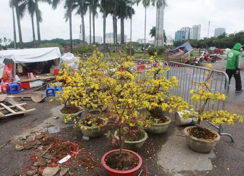 "Đại hạ giá" đào, mai vẫn ế, chủ hàng tuyên bố mang về, không để khách ép giá