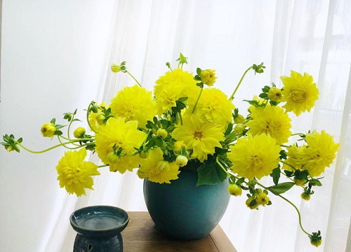Tết Nguyên đán cận kề, "dân chơi hoa" lại nô nức khoe chiến tích: Đào, mận vẫn chưa hết hot, đặc biệt loài hoa cổ trở lại "thời hoàng kim"
