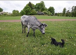 Những con bò xanh khác lạ ở Latvia