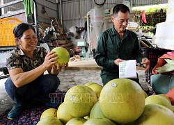Bưởi đường - Cây thoát nghèo ở Tuyên Quang