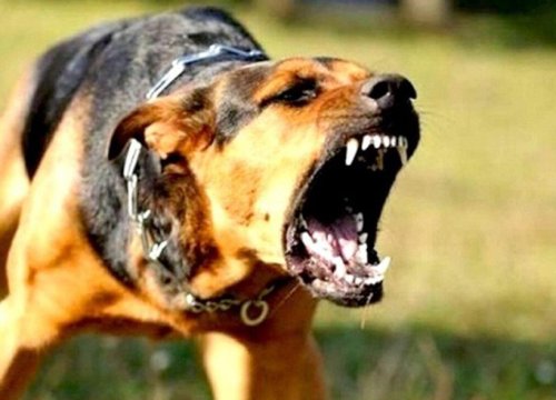 Người phụ nữ tử vong vì chủ quan khi xử lý xác chó dại