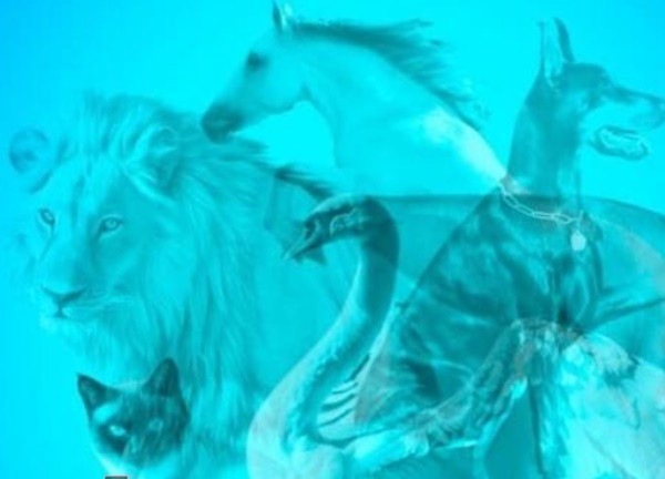Trắc nghiệm vui: Con vật đầu tiên bạn nhìn thấy sẽ tiết lộ đặc điểm tính cách của bạn