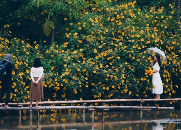 Ngắm "biểu tượng du lịch Đà Lạt" bung nở vàng rực giữa Thủ đô